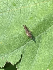 Polyglypta costata