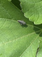 Graphocephala appropinquans