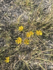 Pyrrocoma racemosa sessiliflora