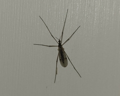 Chioneinae