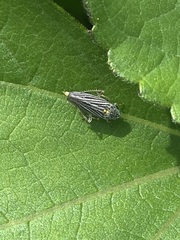 Graphocephala appropinquans