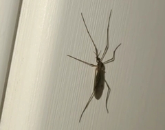 Chioneinae
