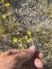 Pyrrocoma racemosa sessiliflora