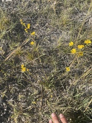Pyrrocoma racemosa sessiliflora