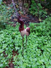 Amorphophallus declinatus
