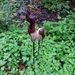 Amorphophallus declinatus - Photo (c) Tim Woodward, some rights reserved (CC BY-NC), uploaded by Tim Woodward