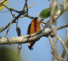 Picumnus cinnamomeus