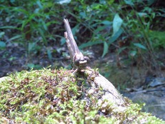 Progomphus obscurus
