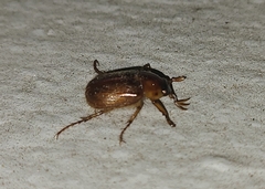 Diplotaxini
