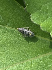 Graphocephala appropinquans