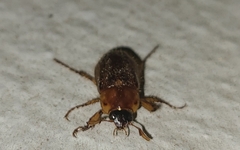 Diplotaxini