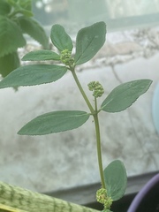 Euphorbia hirta