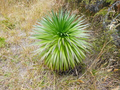 Argyroxiphium grayanum