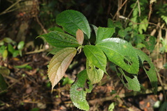 Oreocnide
