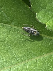 Graphocephala appropinquans