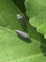 Graphocephala appropinquans