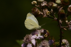 Pieris ergane