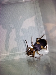 Pheropsophus jessoensis