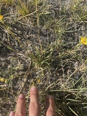 Pyrrocoma racemosa sessiliflora