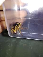 Pheropsophus jessoensis