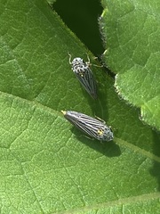 Graphocephala appropinquans