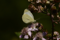 Pieris ergane