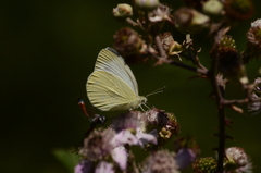 Pieris ergane