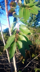 Eucalyptus diversicolor