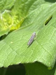 Graphocephala appropinquans