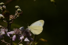 Pieris ergane