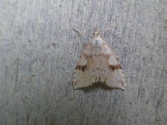 Udea washingtonalis