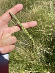 Triglochin concinna debilis