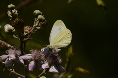 Pieris ergane