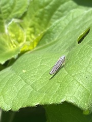 Graphocephala appropinquans
