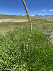 Triglochin concinna debilis