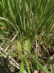 Triglochin concinna debilis