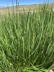 Triglochin concinna debilis