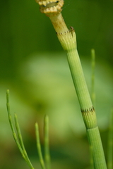 Equisetum fluviatile