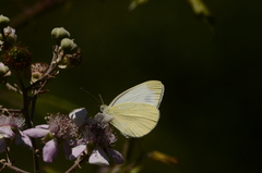 Pieris ergane