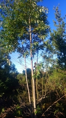 Eucalyptus diversicolor