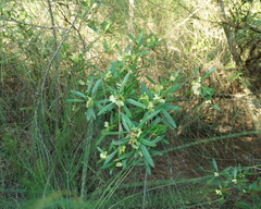 Dodonaea viscosa