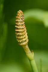 Equisetum fluviatile