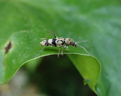 Chlorophorus signaticollis