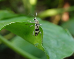 Chlorophorus signaticollis