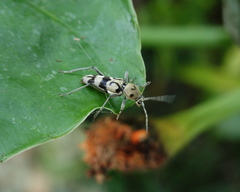 Chlorophorus signaticollis