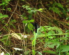 Papilio protenor