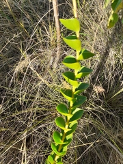 Lopholaena segmentata