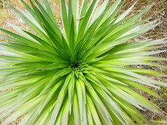 Argyroxiphium grayanum