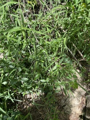 Lonicera maximowiczii