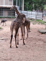 Giraffa camelopardalis